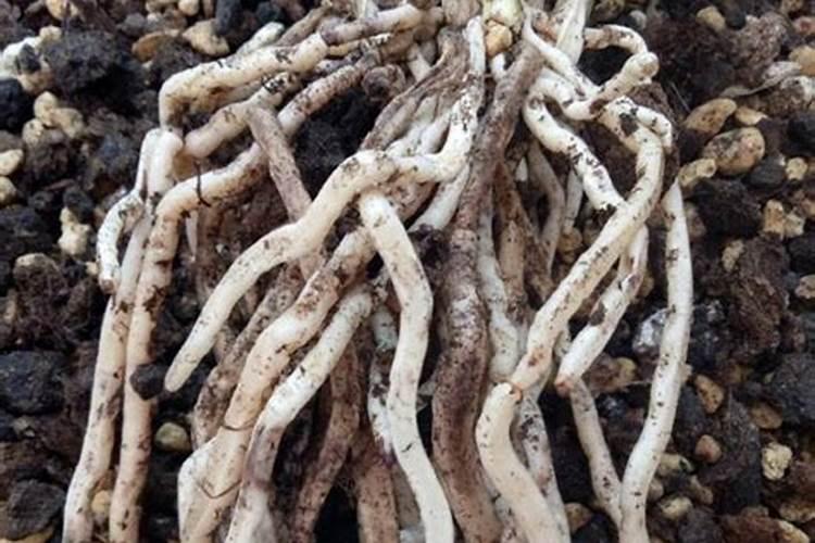 刚栽的兰花可不可以浇生根粉