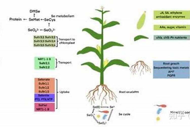 微生物肥料与化肥之间是什么关系？