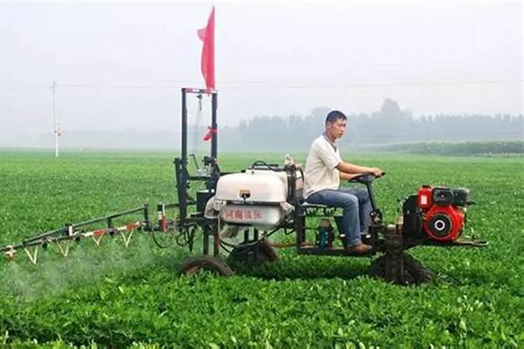 莘县叶面肥:花生应该什么时候喷施叶面肥？喷施什么叶面肥？