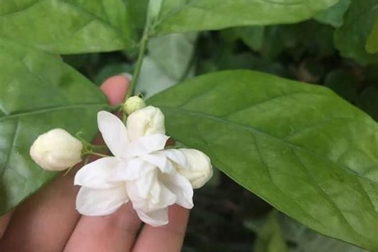 水溶肥算复合肥吗 水溶肥和复合肥的区别在哪