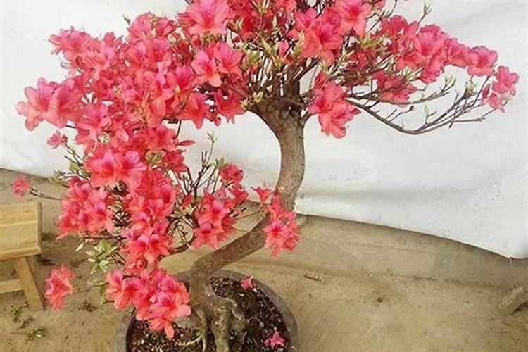 杜鹃花叶面施肥磷酸二氢钾多长时间施一次