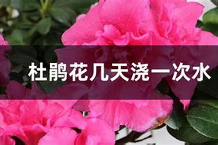 杜鹃花最佳的施肥时间介绍 杜鹃花什么时候施肥