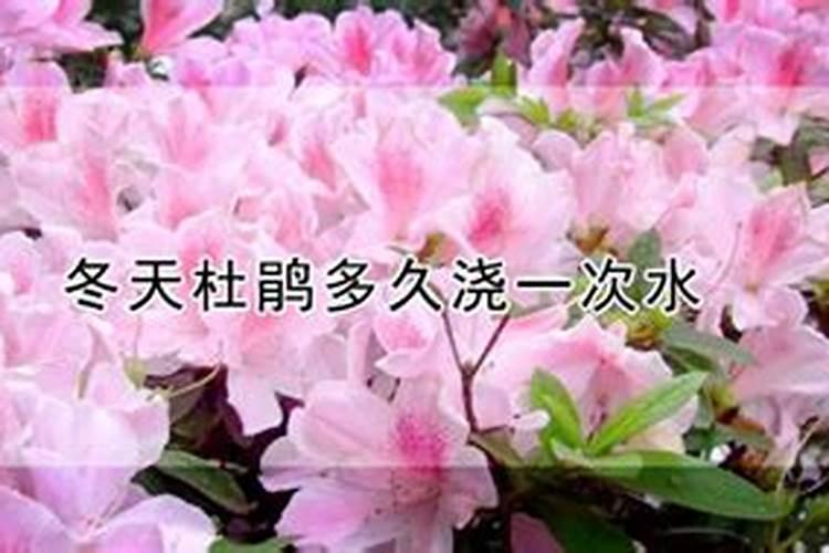 杜鹃花什么时候施肥