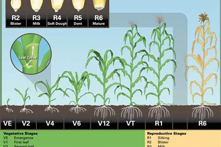 硼砂加醋的功效与作用