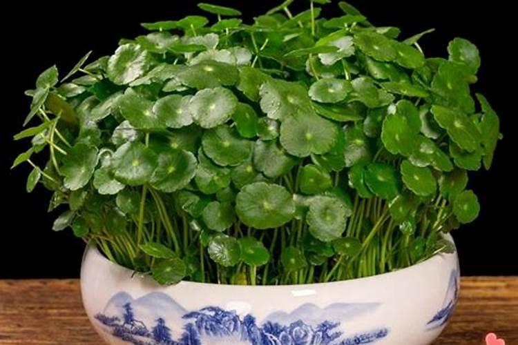 四季青草坪如何养护