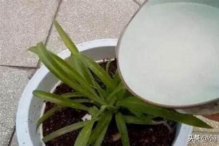 蔬菜作物氮素过多有哪些症状？怎样防治？