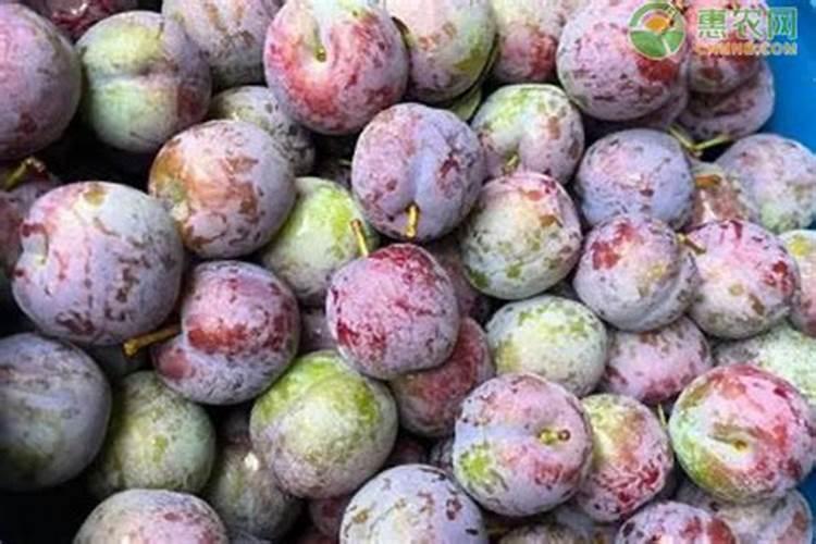 李子和鱼可以一起吃吗