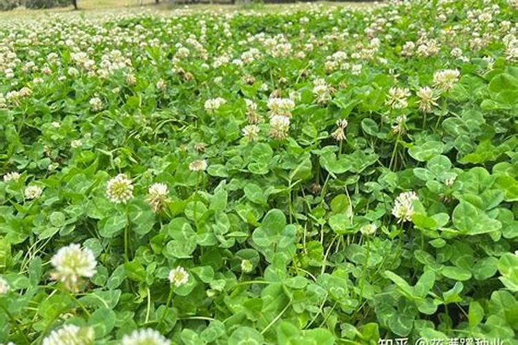 种草坪需要施肥吗