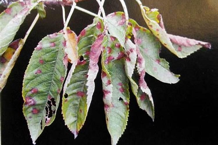 大棚草莓海藻精天冷了能用么