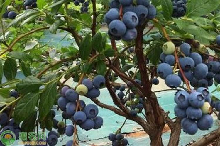 果树施什么肥料最好