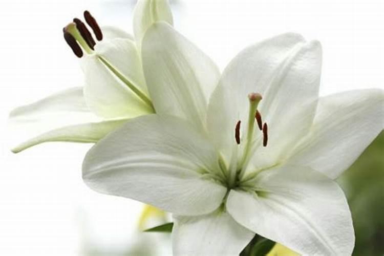 百合花施肥方法,用什么肥好