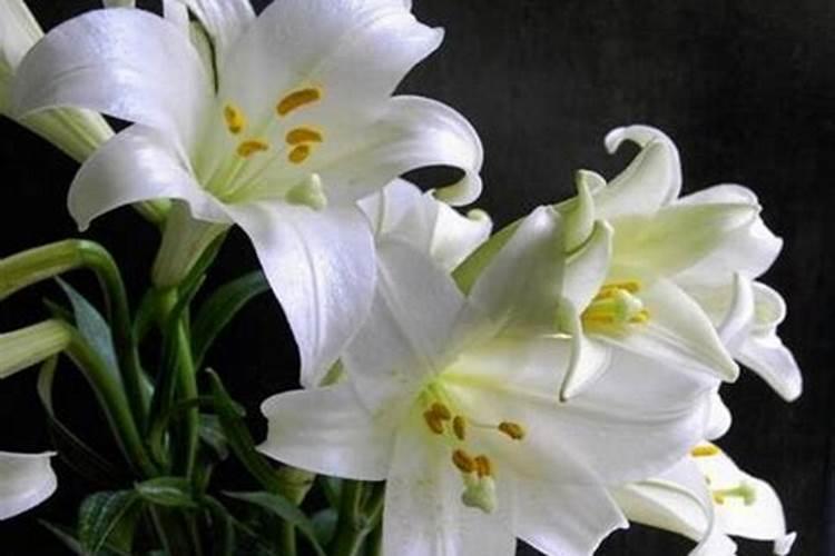 用什么肥好 百合花施肥方法