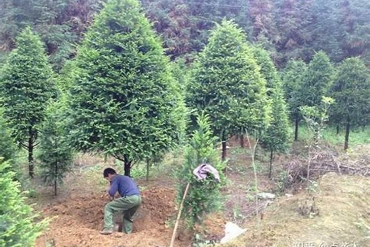 绿化树苗需要什么肥料快成长