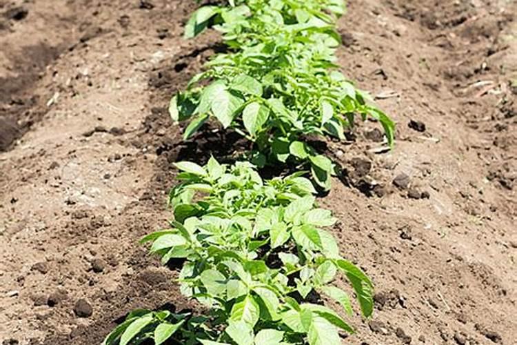 土豆和玉米可不可以一起种？