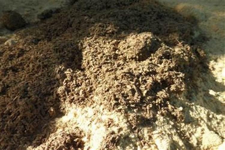 豌豆底肥放什么肥好(底肥施用方法)