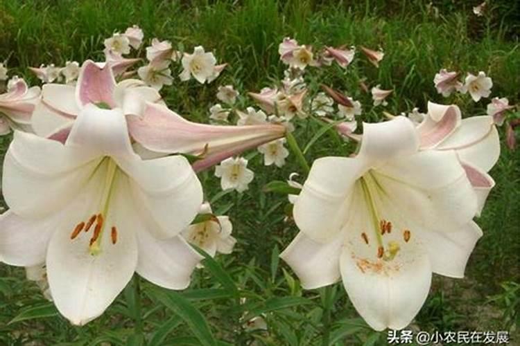 甜菜碱在盐渍土壤中的作用