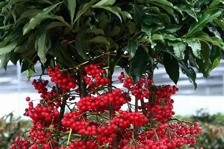 富贵子如何长新枝开花,加强光照预防害虫