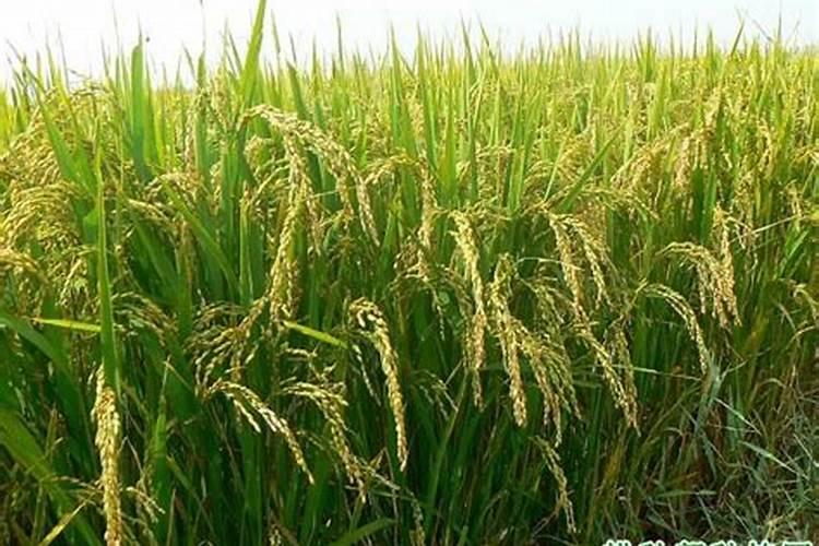 豇豆追肥什么肥料才是高产 肥料烧根怎么办