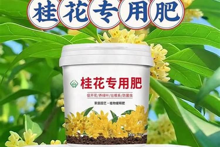 沙漠玫瑰怎样施肥