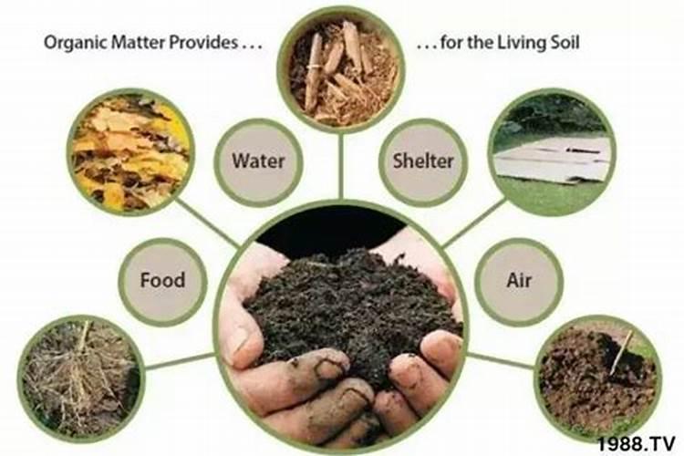 什么是禽类矿物质缺乏症