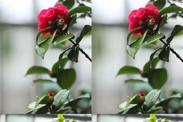 赞美茶花的优美句子