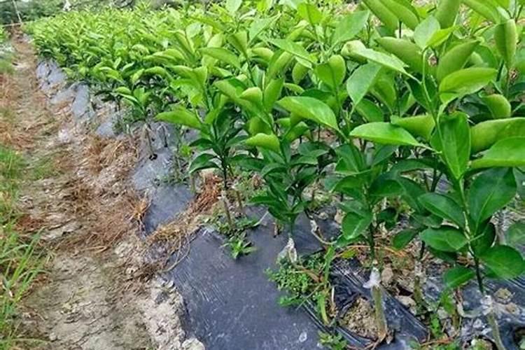 柑橘什么时候施肥