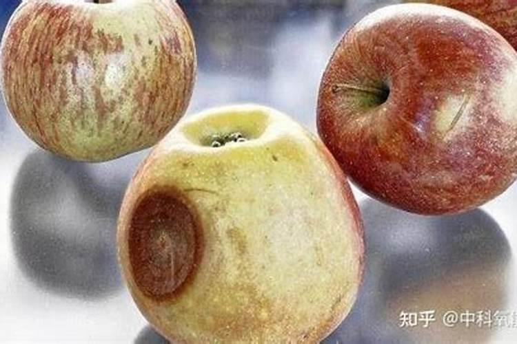 玉露花怎么养 玉露养殖方法