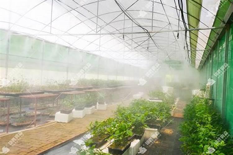 大棚阴天下雨可以打叶面肥吗