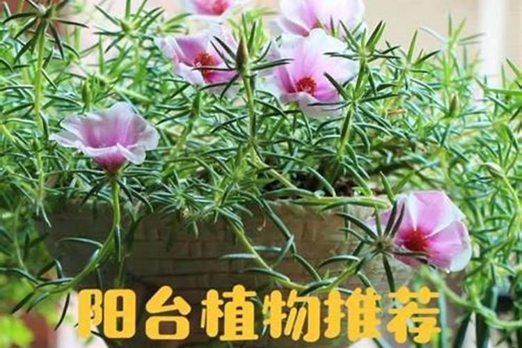 狼牙山万亩田园花海(暂停营业)地址在哪里？