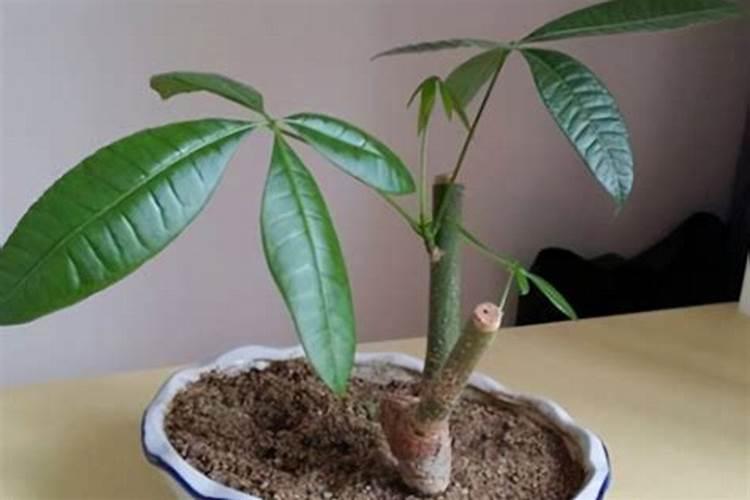 请问一下荔枝专用叶面肥什么好