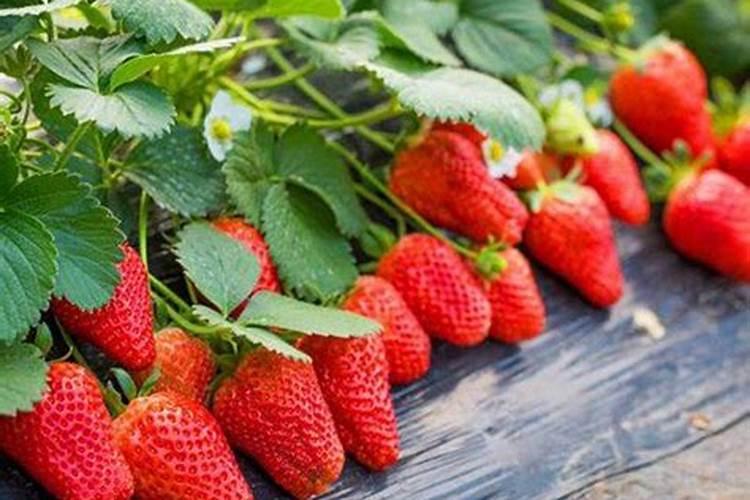 草莓专用肥是什么肥料 草莓施入氮磷钾肥的作用