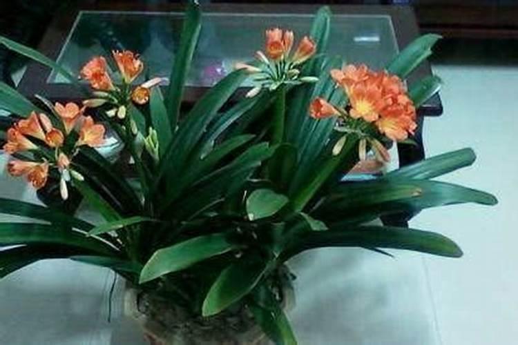 君子兰花期怎么浇水施肥？