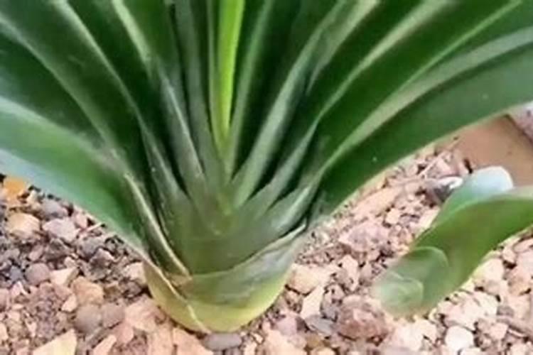 君子兰花期怎么浇水施肥