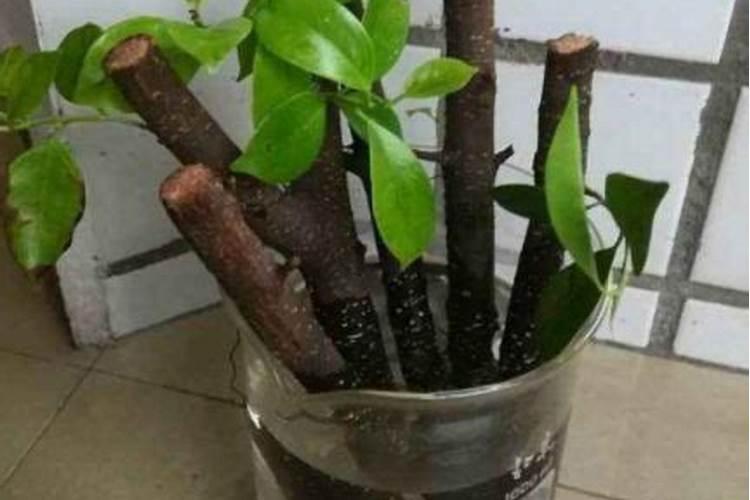 怎样配制养花的营养土