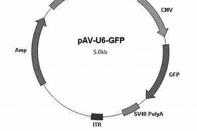 大葱用哪种肥料促进根系生长？大葱种植什么时候用肥比较好？