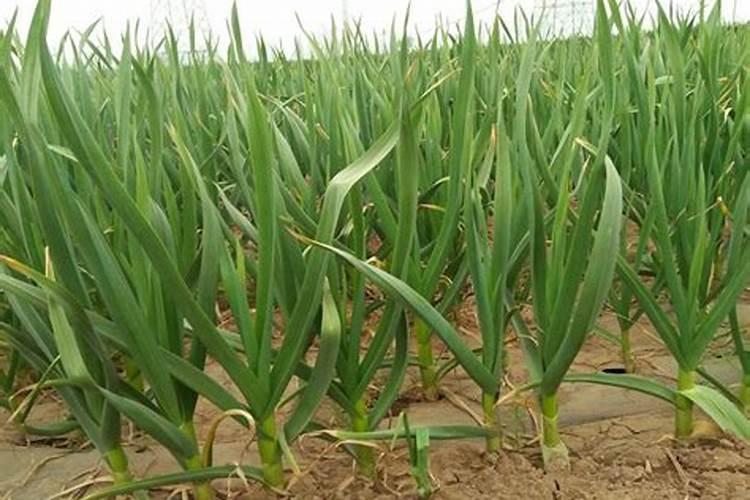 氨基酸芸苔素生根粉能混肟菌戊唑醇氟环唑增产助剂抗逆助剂,吗百度知 ...