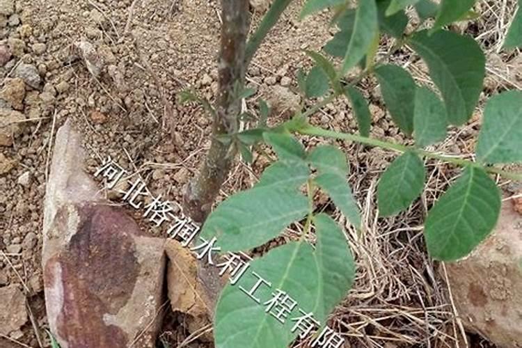 果树专用肥有哪几种