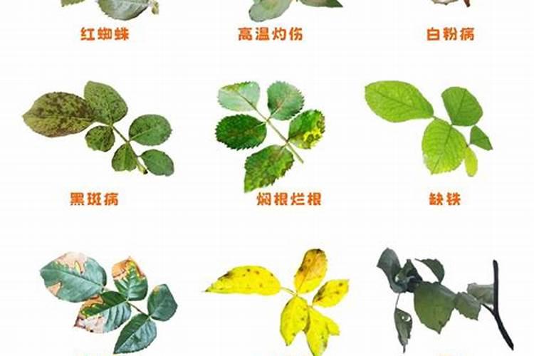 水溶肥跟尿素的区别