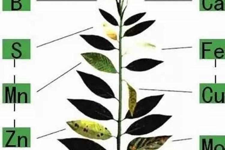 条斑紫菜的条斑紫菜育苗技术要点