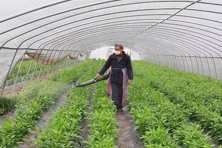 沼液用于桃树叶面肥的稀解倍数