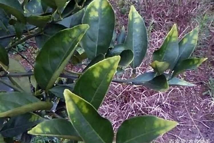 生物颗粒燃料那里有卖