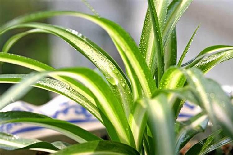 茶树最忌三种肥料