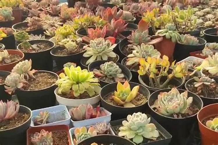 多肉植物施肥太多有点烂掉了怎么办