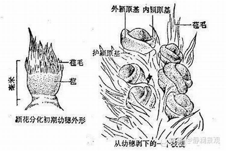鱼蛋白肥料的功效与作用