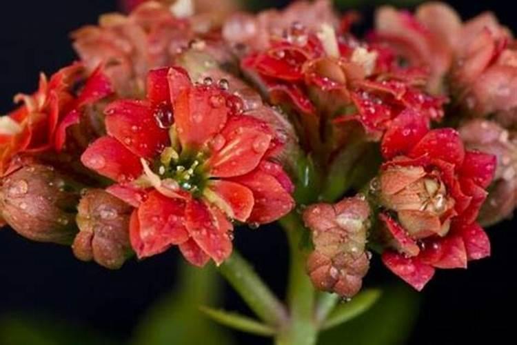 长寿花多久能开花