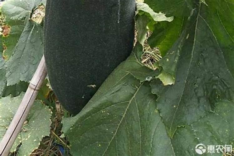 黑皮冬瓜留瓜后怎样施肥