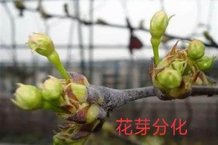 花芽分化用什么叶面肥