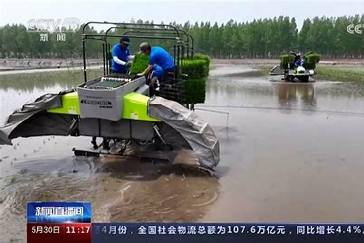 水稻灌浆期用什么叶面肥可增产