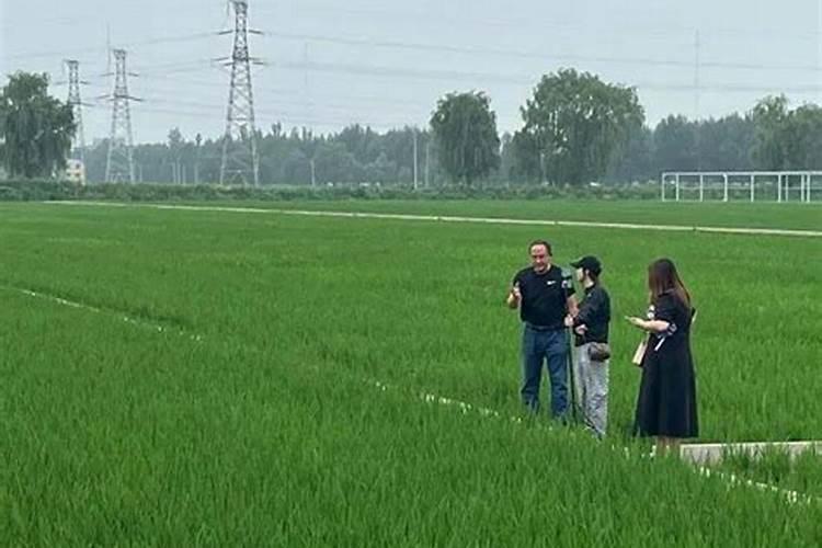 小麦用芸苔素拌种用量是多少 拌种后多久播种合适