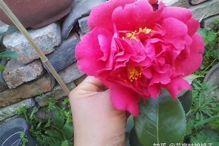 养花用花多多2号,10个“小秘密”要知道,否则催花效果大打折扣